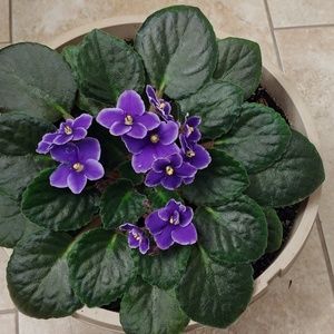 Meet your Posher, Mila